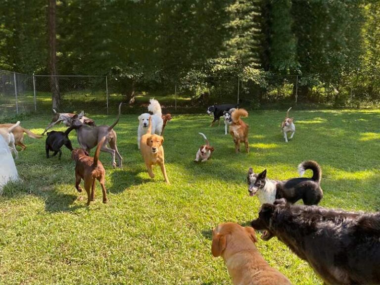 Doggie Daycare Centreville, MD Dandyland Pet Care Center